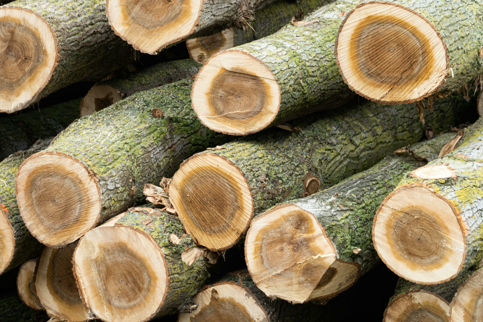 Wood properties – BuildInWood